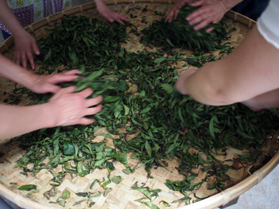 製茶体験