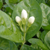 第八回(薫花茶)